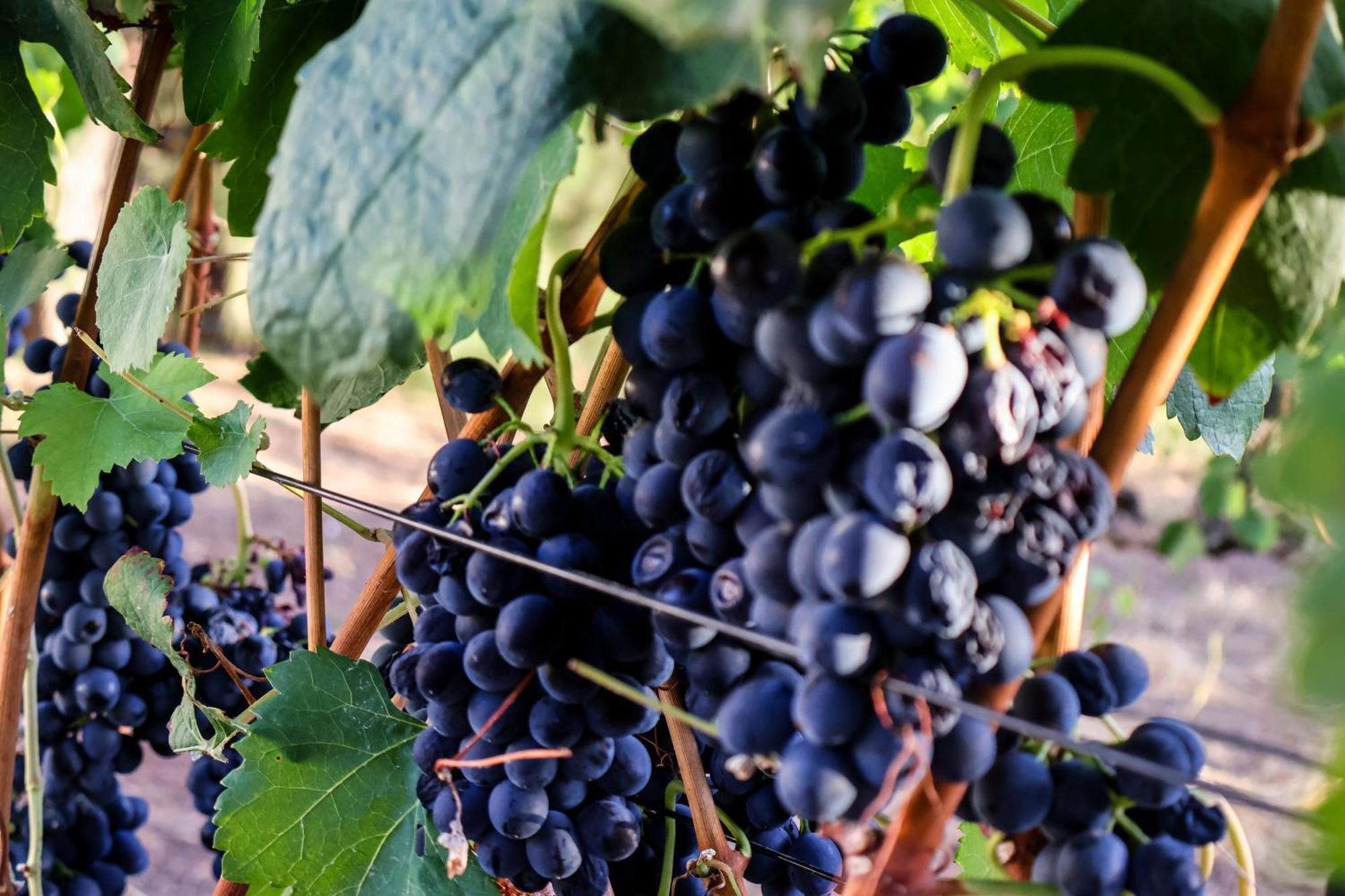 La Villa Franschhoek Ngoại thất bức ảnh
